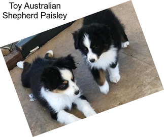 Toy Australian Shepherd Paisley