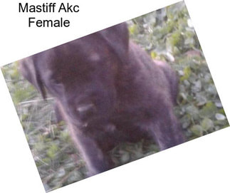 Mastiff Akc Female