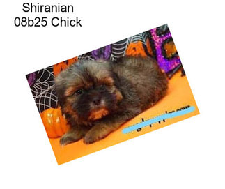 Shiranian 08b25 Chick