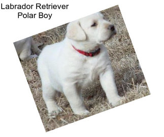 Labrador Retriever Polar Boy
