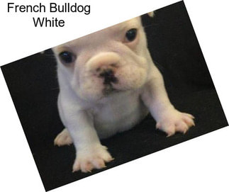 French Bulldog White