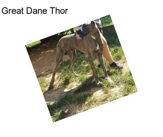 Great Dane Thor