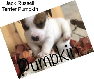 Jack Russell Terrier Pumpkin