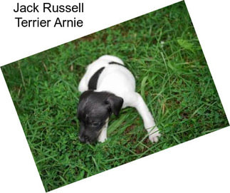 Jack Russell Terrier Arnie