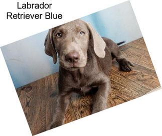 Labrador Retriever Blue