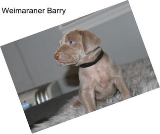 Weimaraner Barry
