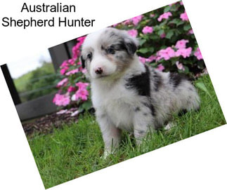 Australian Shepherd Hunter