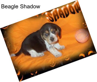 Beagle Shadow