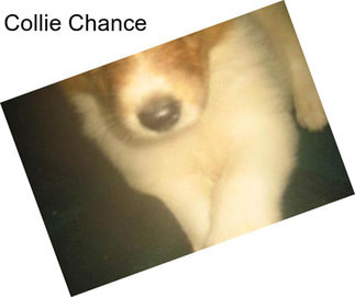 Collie Chance