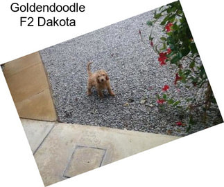 Goldendoodle F2 Dakota