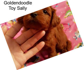 Goldendoodle Toy Sally