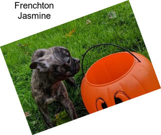 Frenchton Jasmine