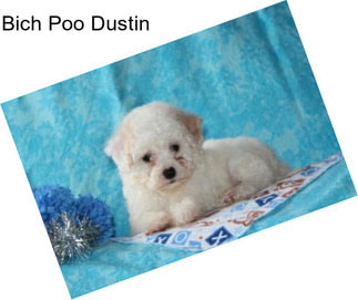 Bich Poo Dustin