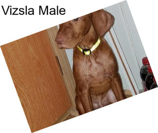 Vizsla Male