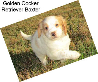 Golden Cocker Retriever Baxter