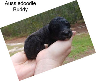 Aussiedoodle Buddy