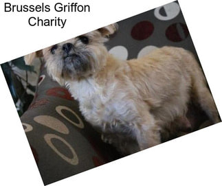 Brussels Griffon Charity