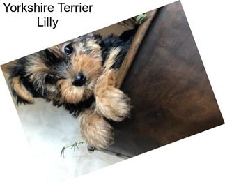 Yorkshire Terrier Lilly