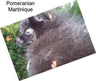 Pomeranian Martinique