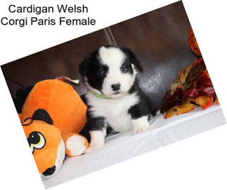 Cardigan Welsh Corgi Paris Female