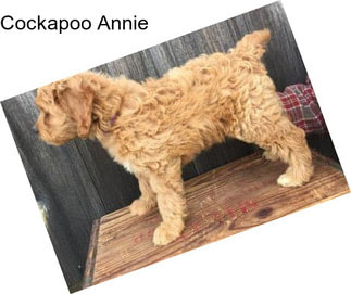 Cockapoo Annie