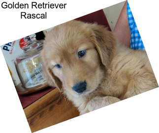 Golden Retriever Rascal