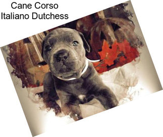 Cane Corso Italiano Dutchess