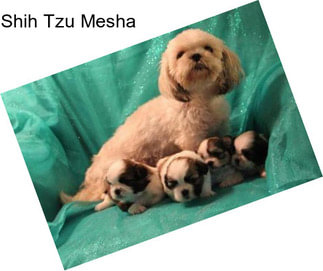 Shih Tzu Mesha