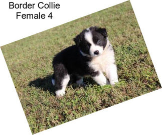 Border Collie Female 4