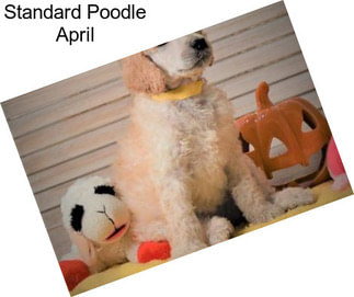 Standard Poodle April