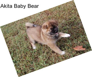 Akita Baby Bear