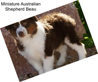 Miniature Australian Shepherd Beau