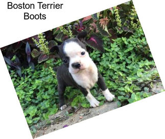 Boston Terrier Boots