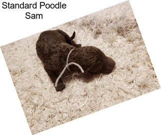 Standard Poodle Sam