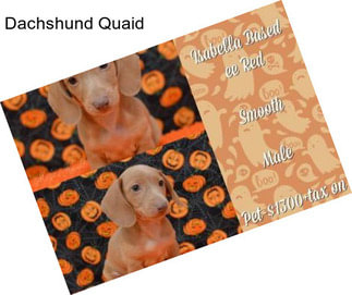 Dachshund Quaid