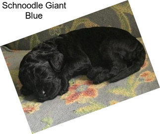 Schnoodle Giant Blue