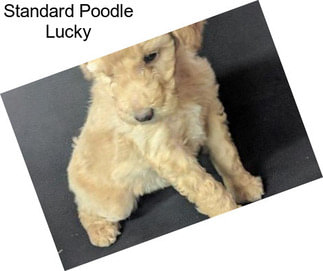 Standard Poodle Lucky