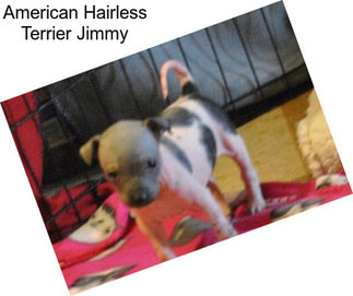 American Hairless Terrier Jimmy