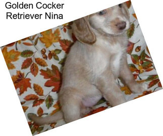 Golden Cocker Retriever Nina