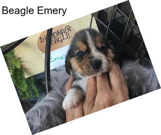 Beagle Emery