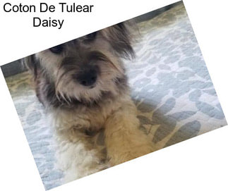 Coton De Tulear Daisy