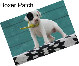 Boxer Patch