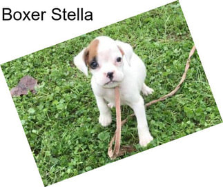 Boxer Stella