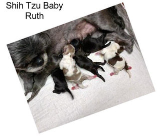 Shih Tzu Baby Ruth