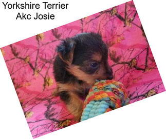 Yorkshire Terrier Akc Josie