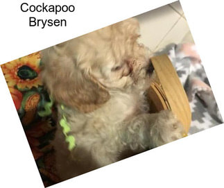Cockapoo Brysen