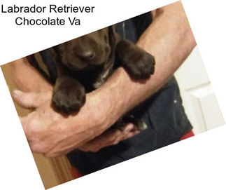 Labrador Retriever Chocolate Va