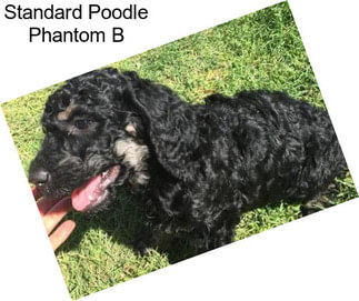 Standard Poodle Phantom B