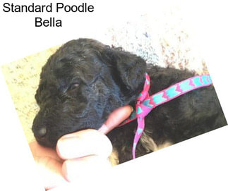 Standard Poodle Bella