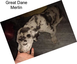 Great Dane Merlin